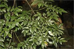 Ormosia travancorica